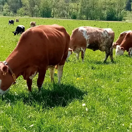 Naturferien Am Hilkenber 3 Pers Lägenhet Lichtenau (Westphalia)