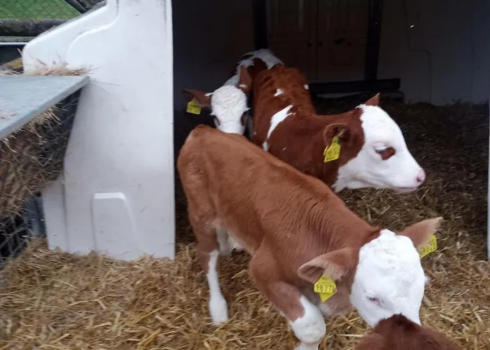 Appartamento Oekoferien 