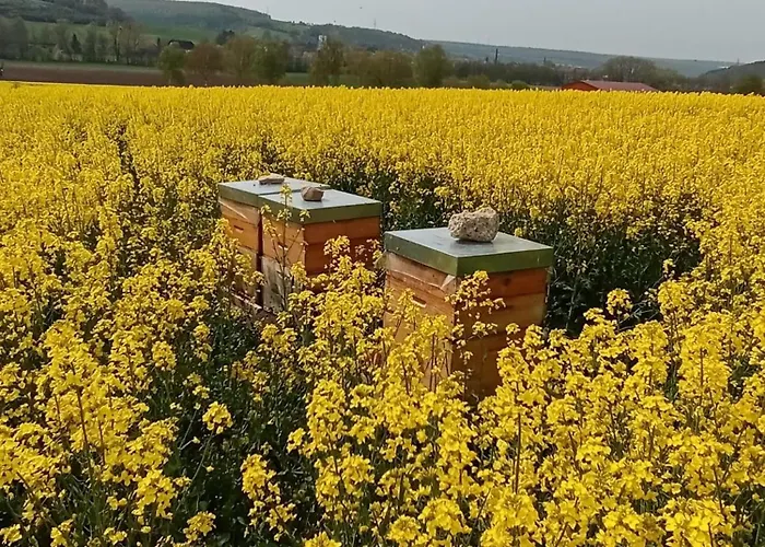 Apartament Oekoferien 